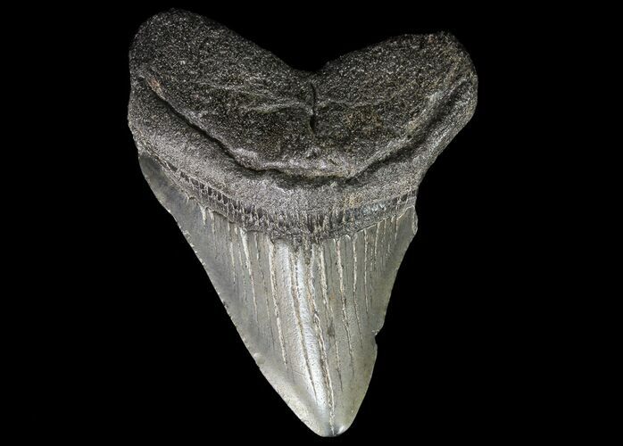 Juvenile Megalodon Tooth - South Carolina #74248